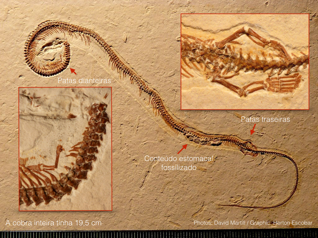 Fóssil de 'cobra de quatro patas' não é cobra, mas um lagarto antigo,  revela novo estudo